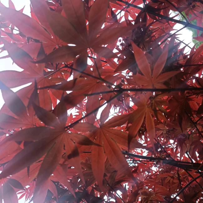霖霖麻麻