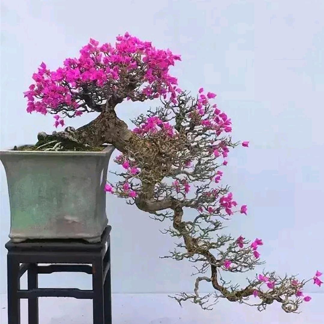 森呼吸三角梅盆景