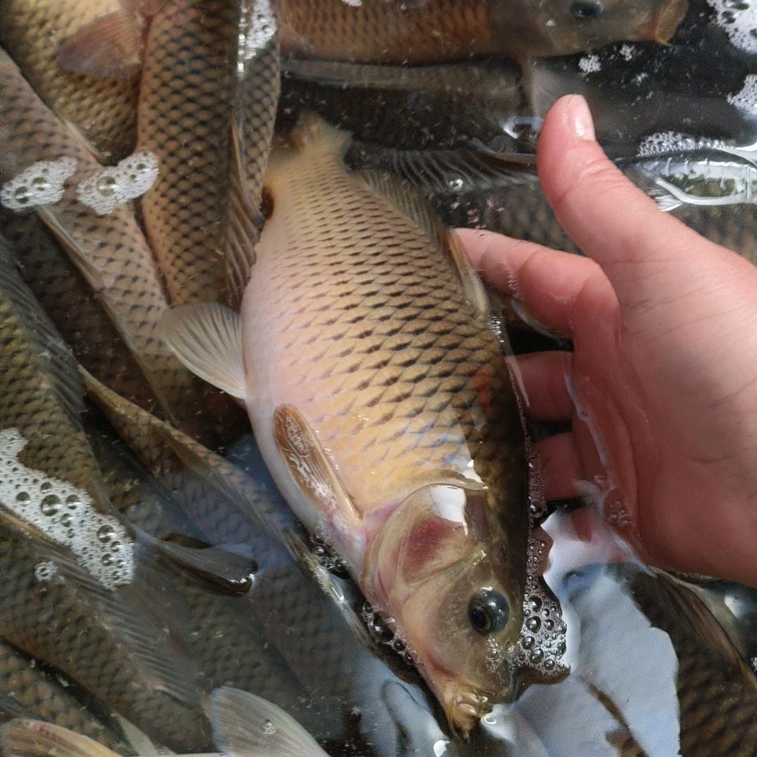 🌈爱钓鱼的峰回路转哥