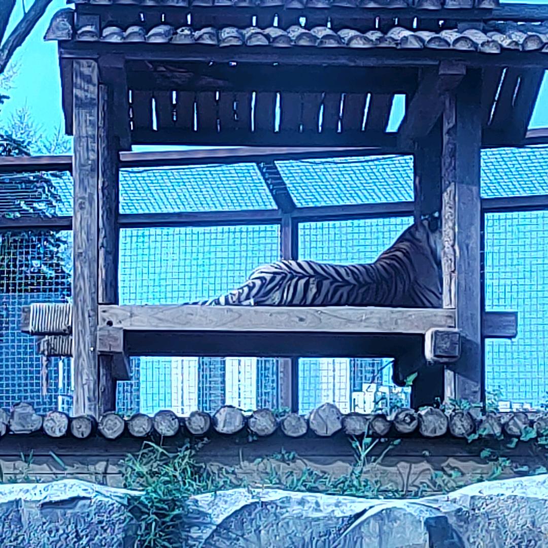 独特