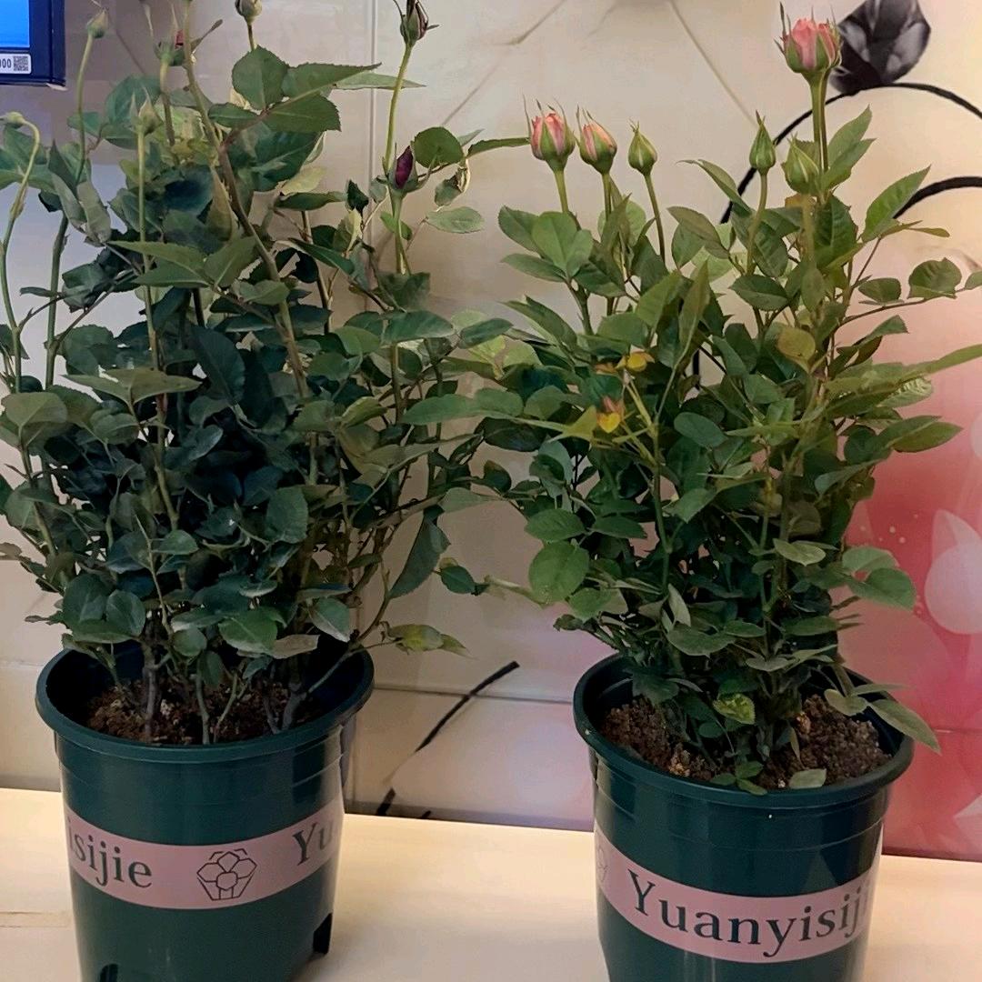 💞落叶🍂无痕💕⁵