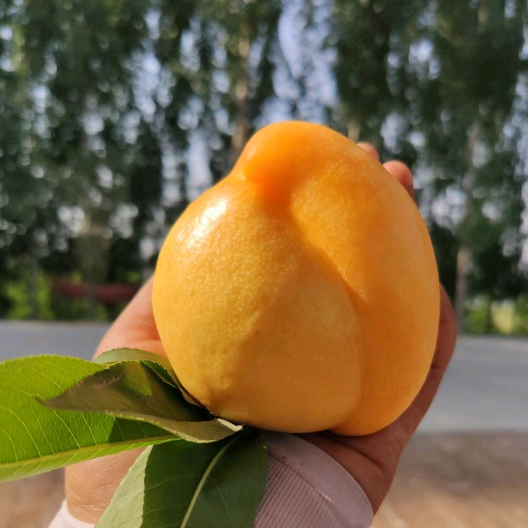 蕊迪go