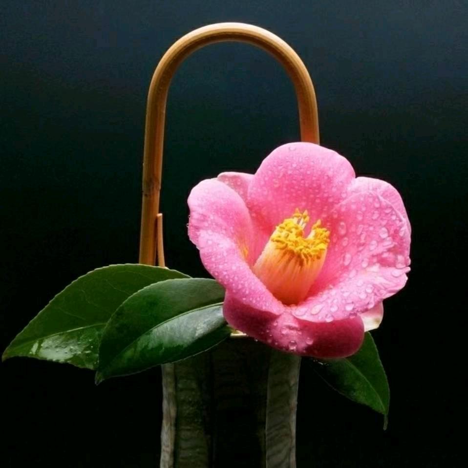 💃娟爱跳舞💃