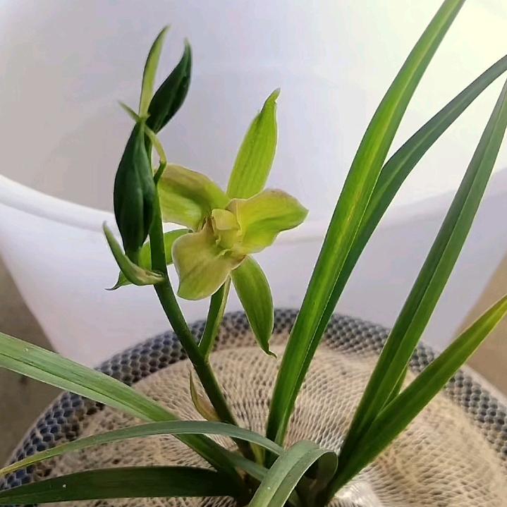 青山绿宝.彩云之嘉
