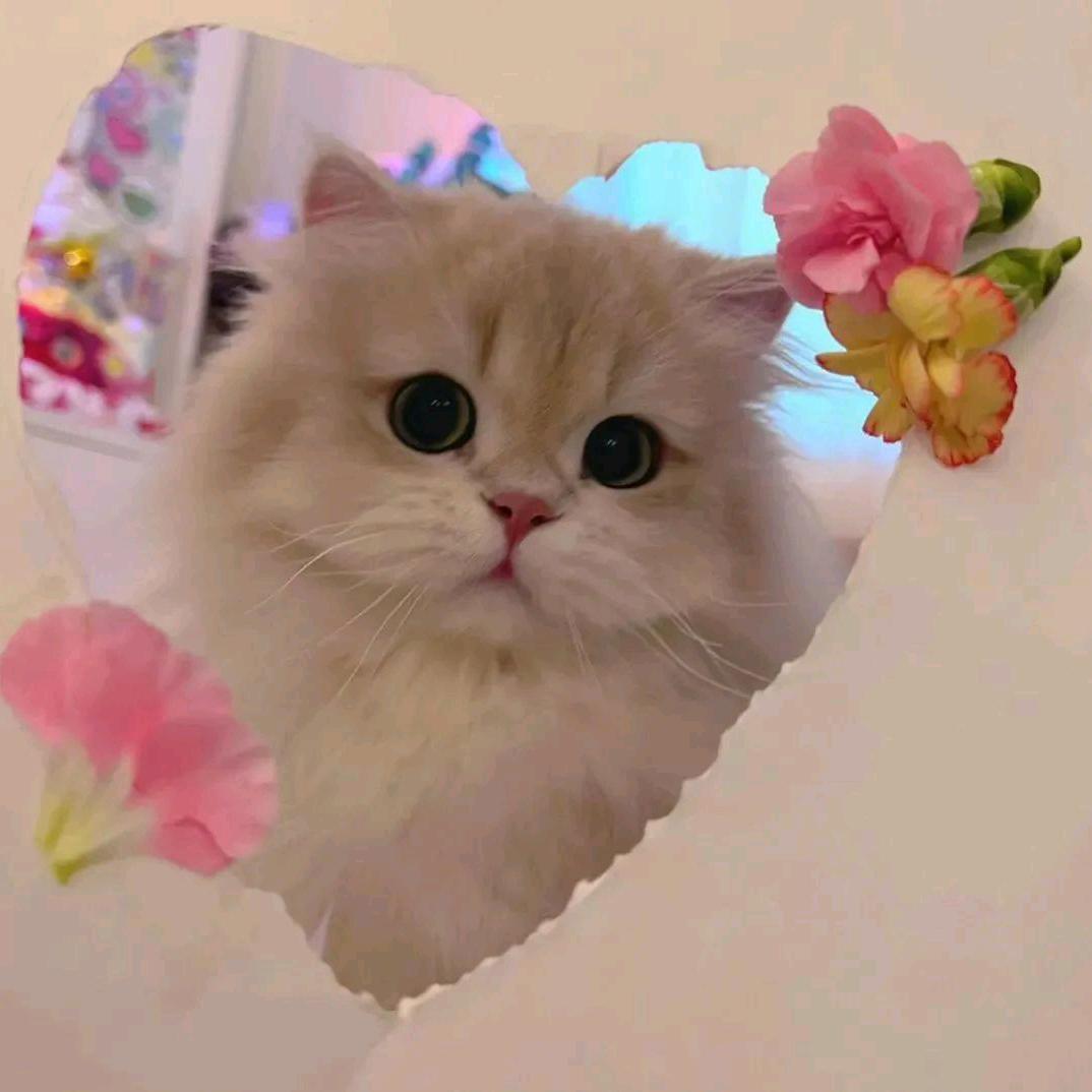 小怡小怡