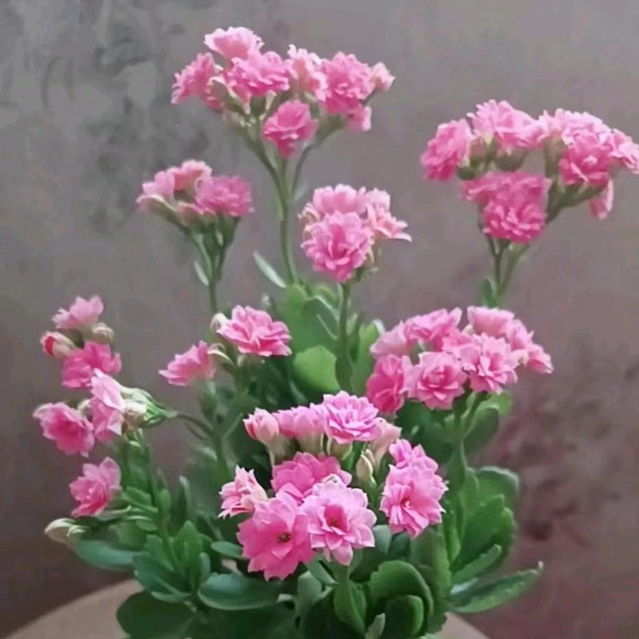 麦粒