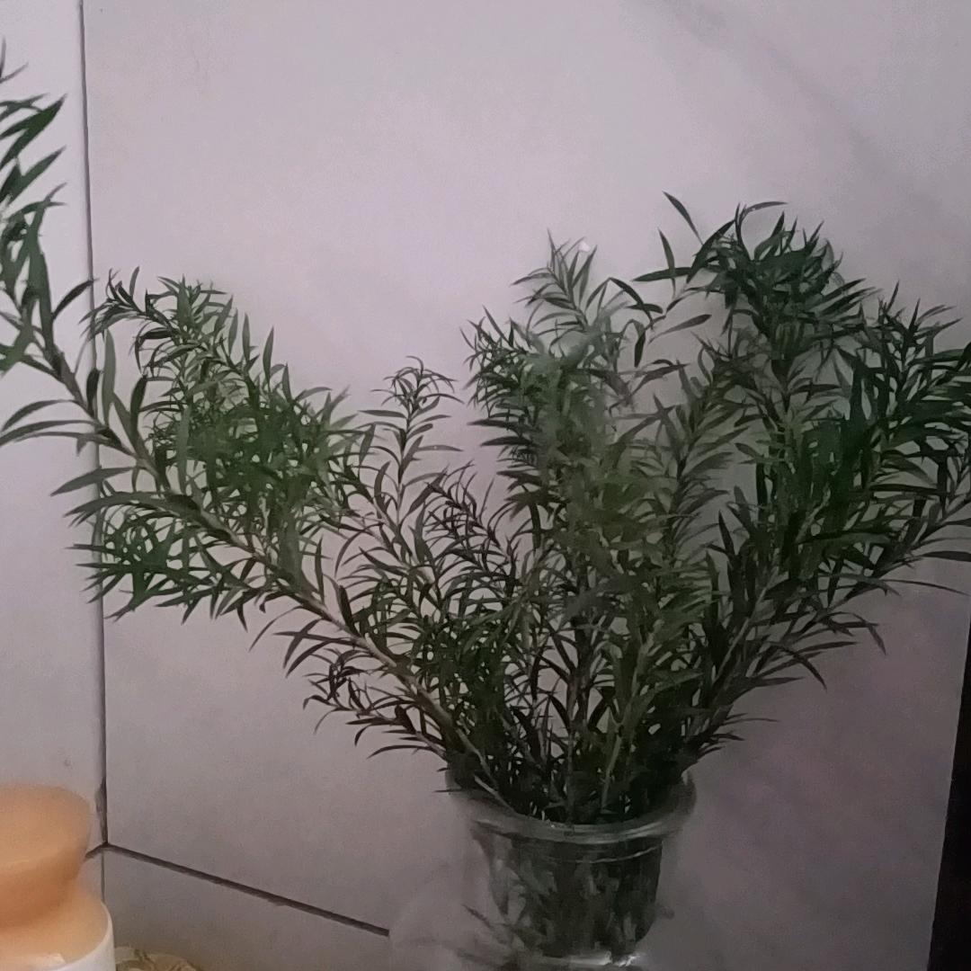 幺蛾子