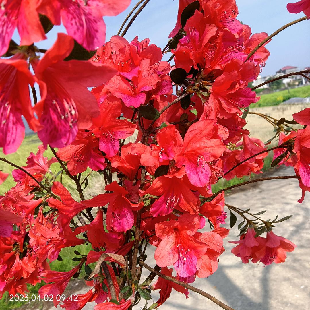 @🌹明天更美好🌹