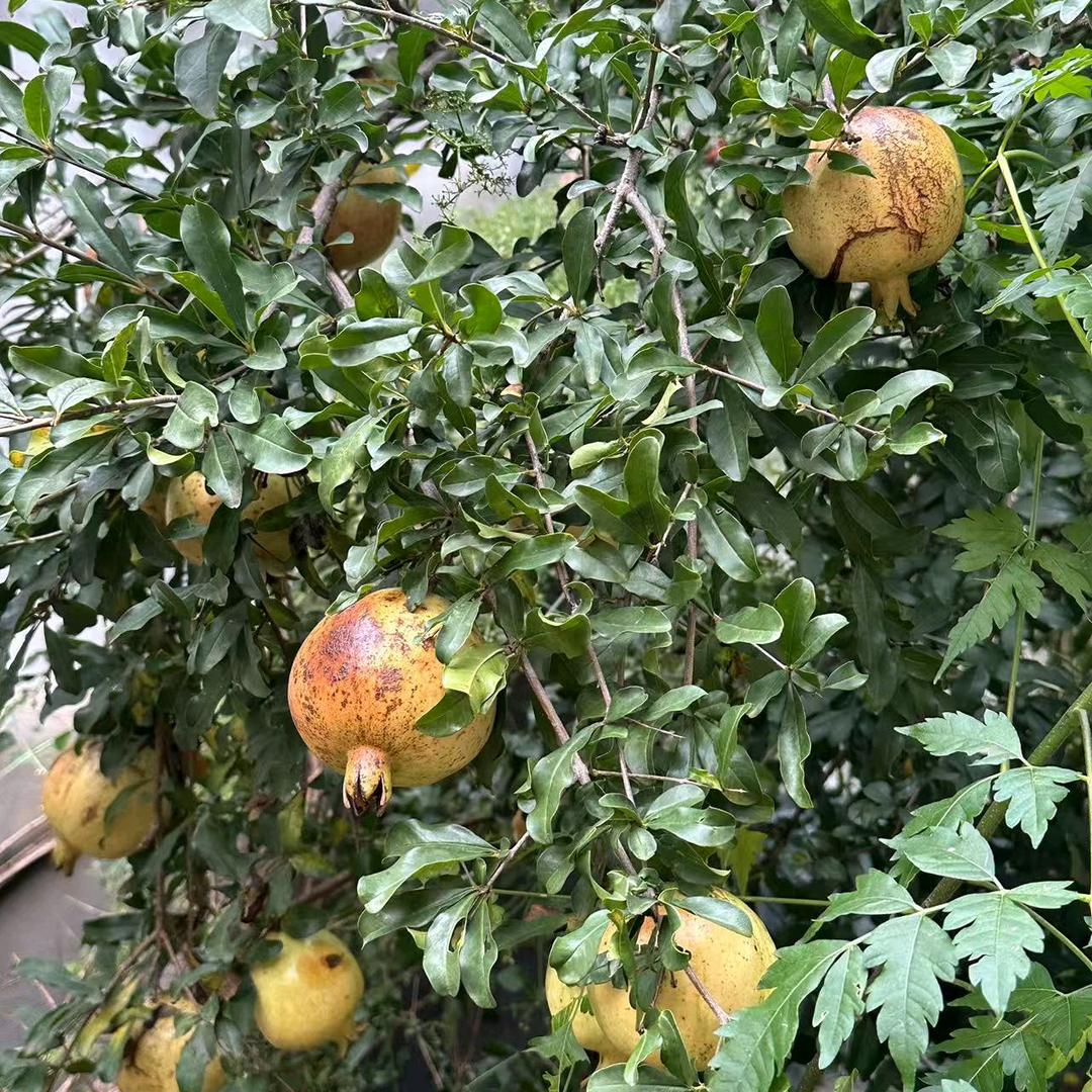 💑诚心诚意👯