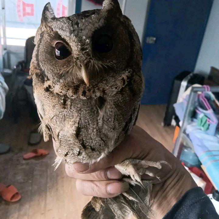 猫头鹰