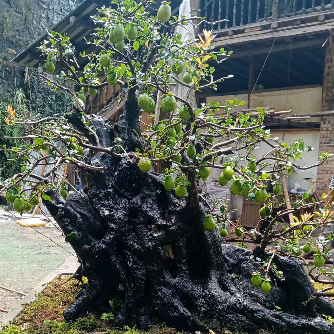 溪木源盆景园艺（金弹子）