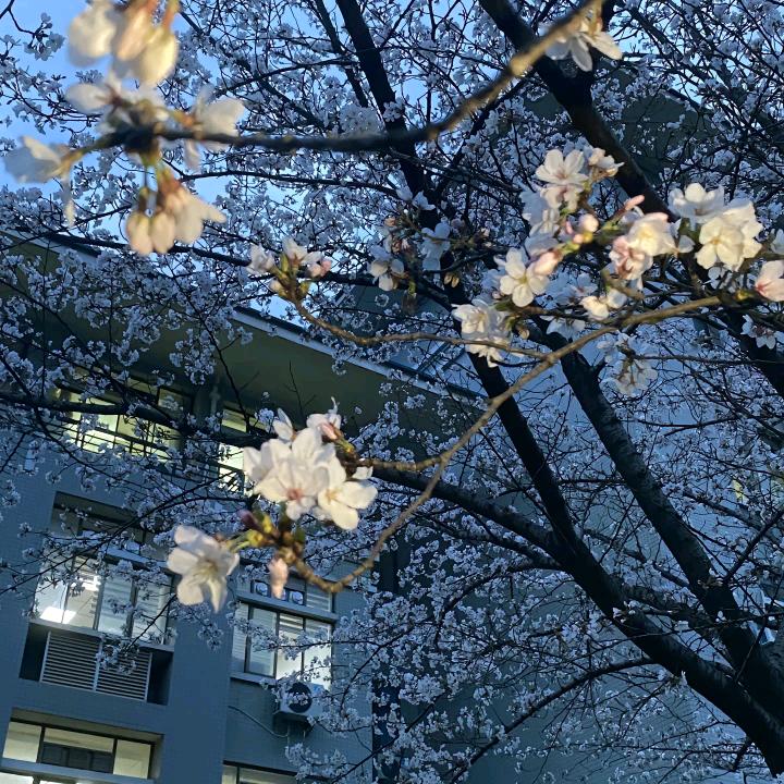 霖铃似一