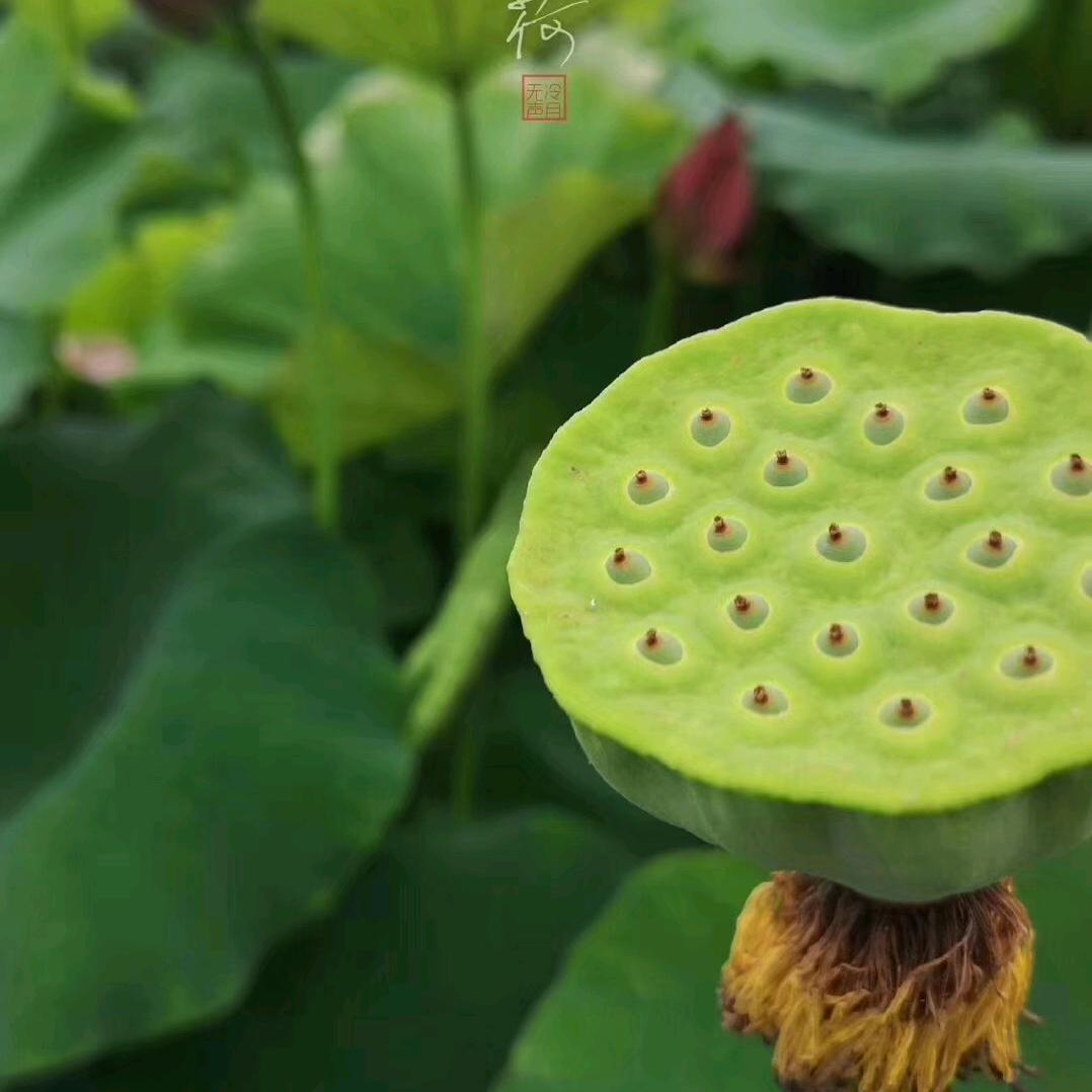 华星秋月