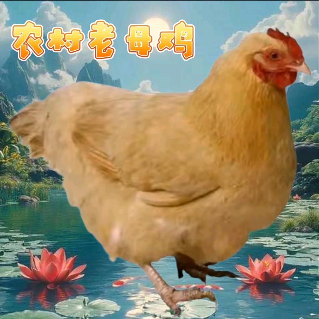 老母鸡定格动画与特效