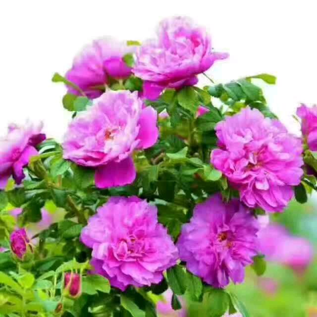 🌺🌺好人一生平安 🌹🌹