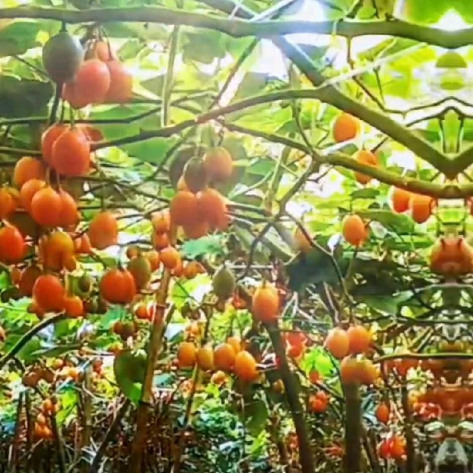 新农人 景颇老姐