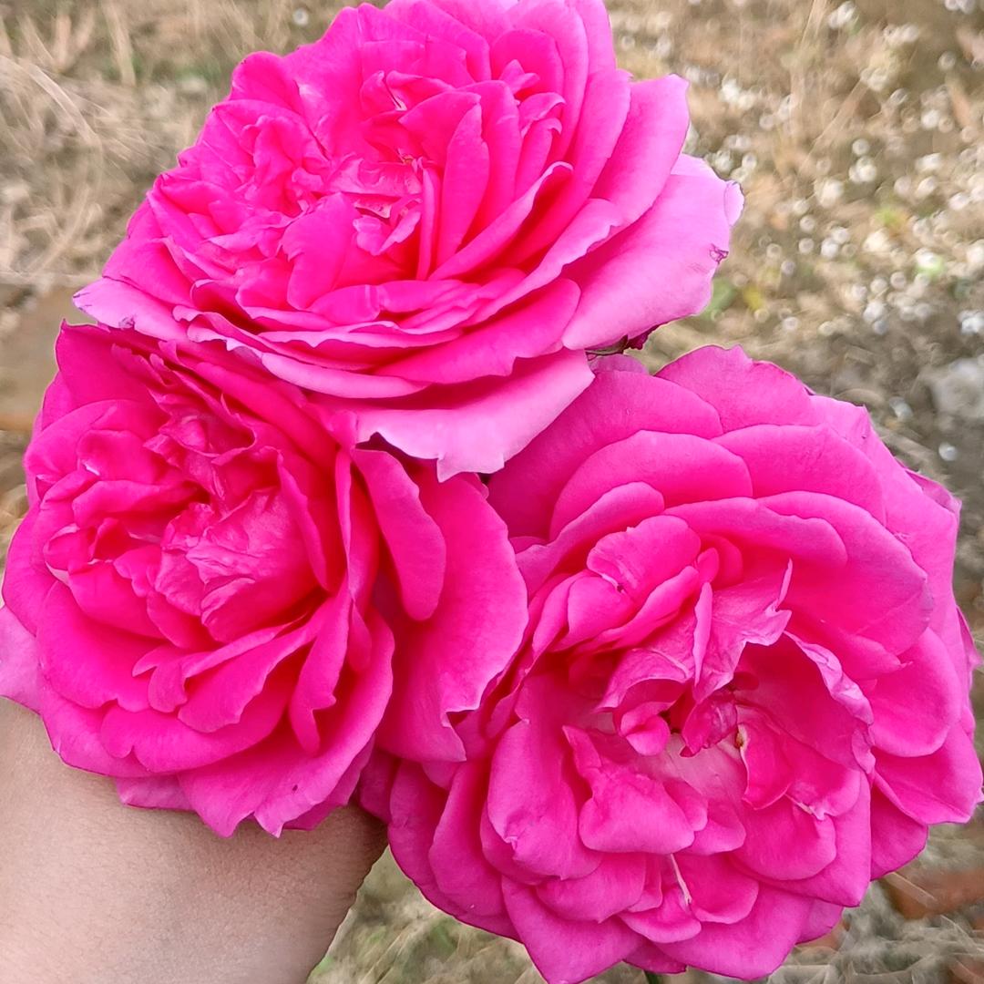 花愈的小店