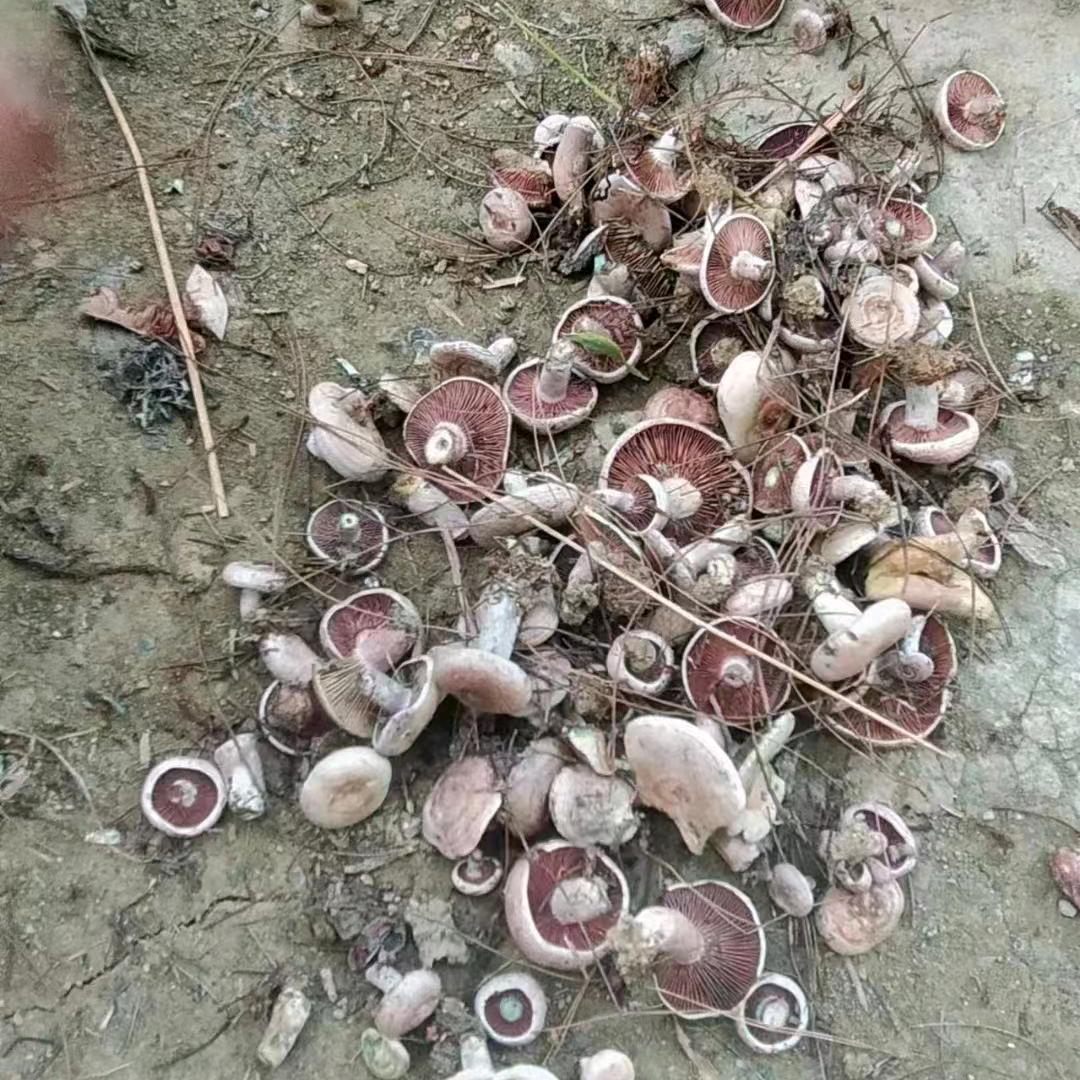 湘西曹操（菌子批发）