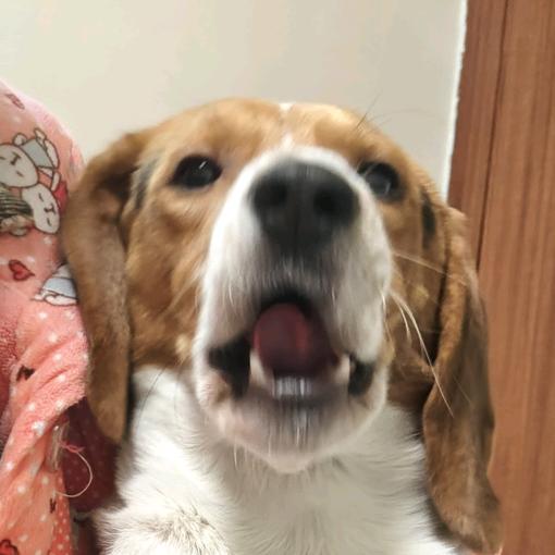 我一般都不敢说话的除非忍不住