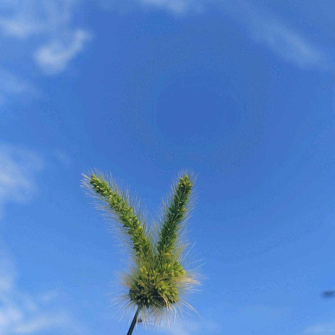 小疯子