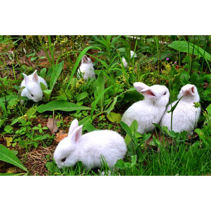 新沂养兔人《小陈》😊