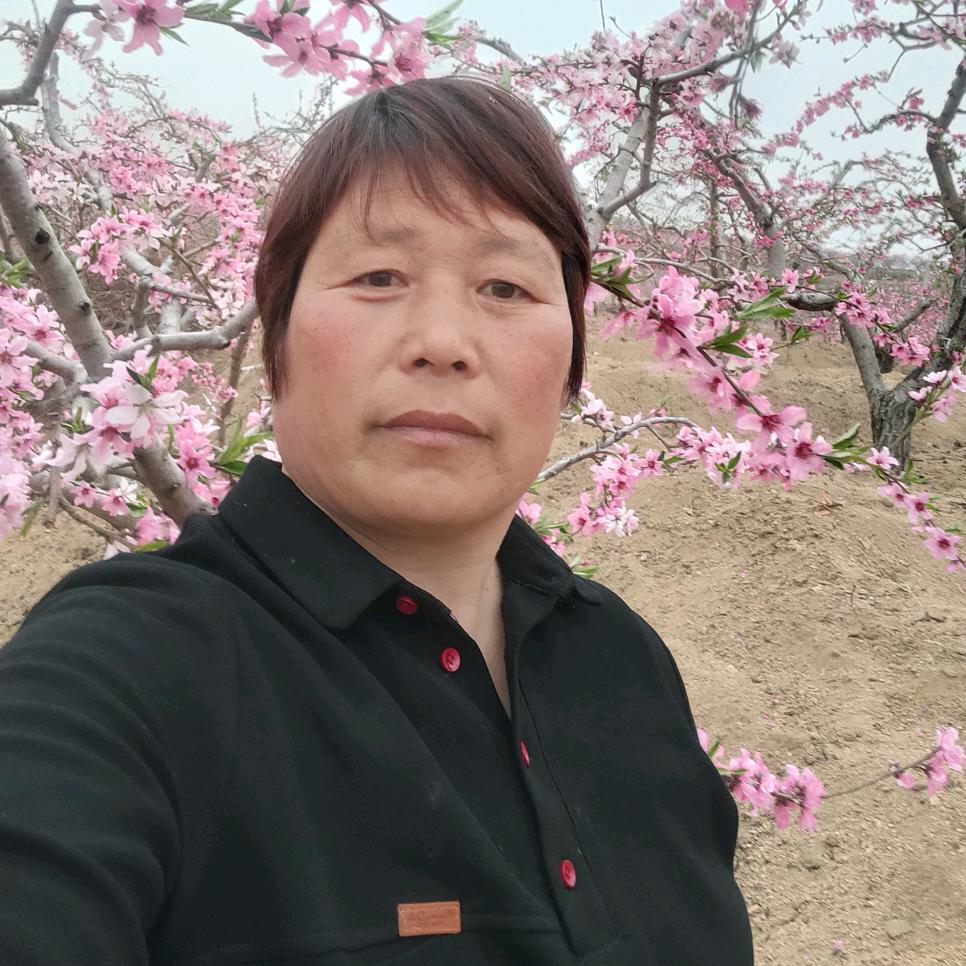 蒙阴赵一菲裕果桃苗果袋