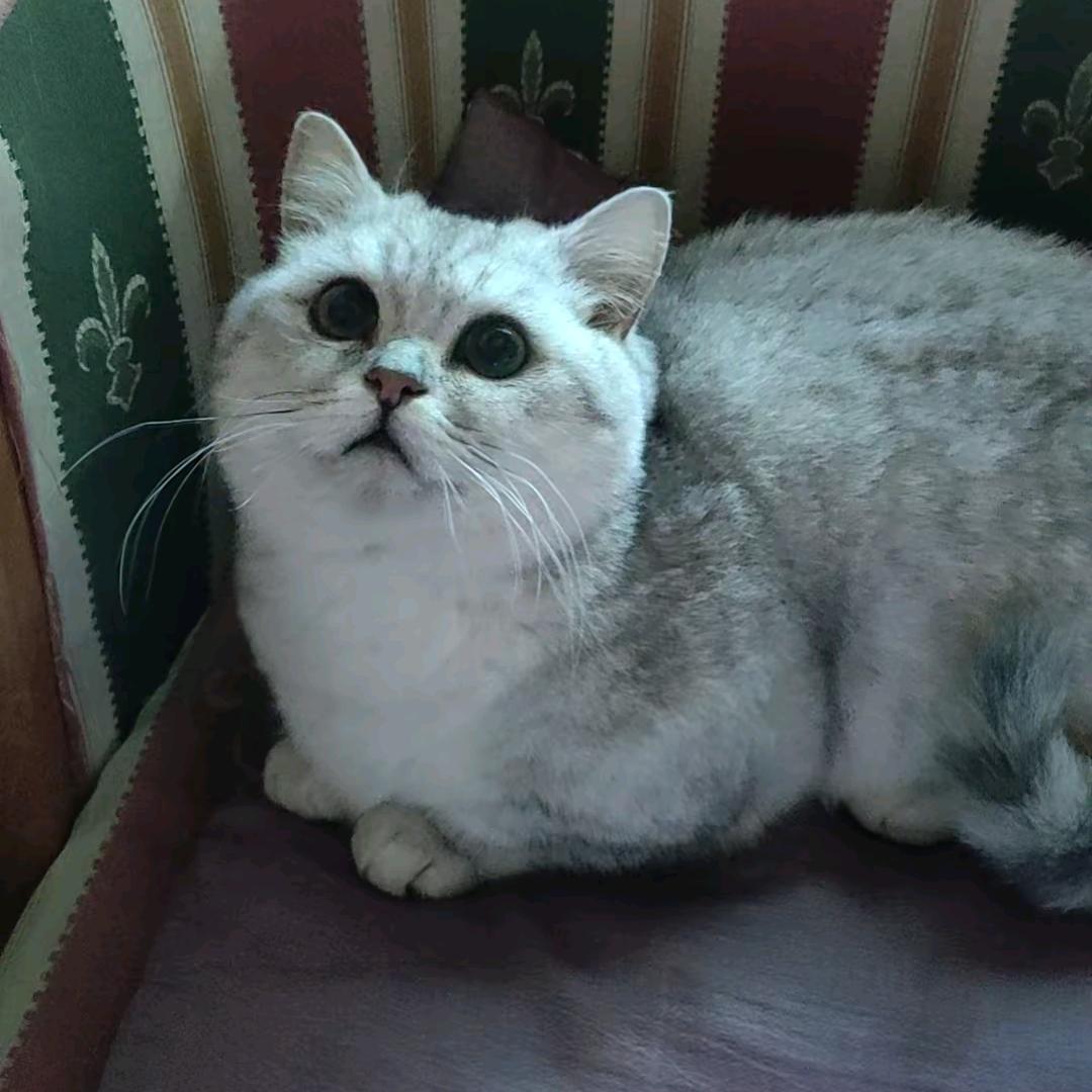 微光拾梦人