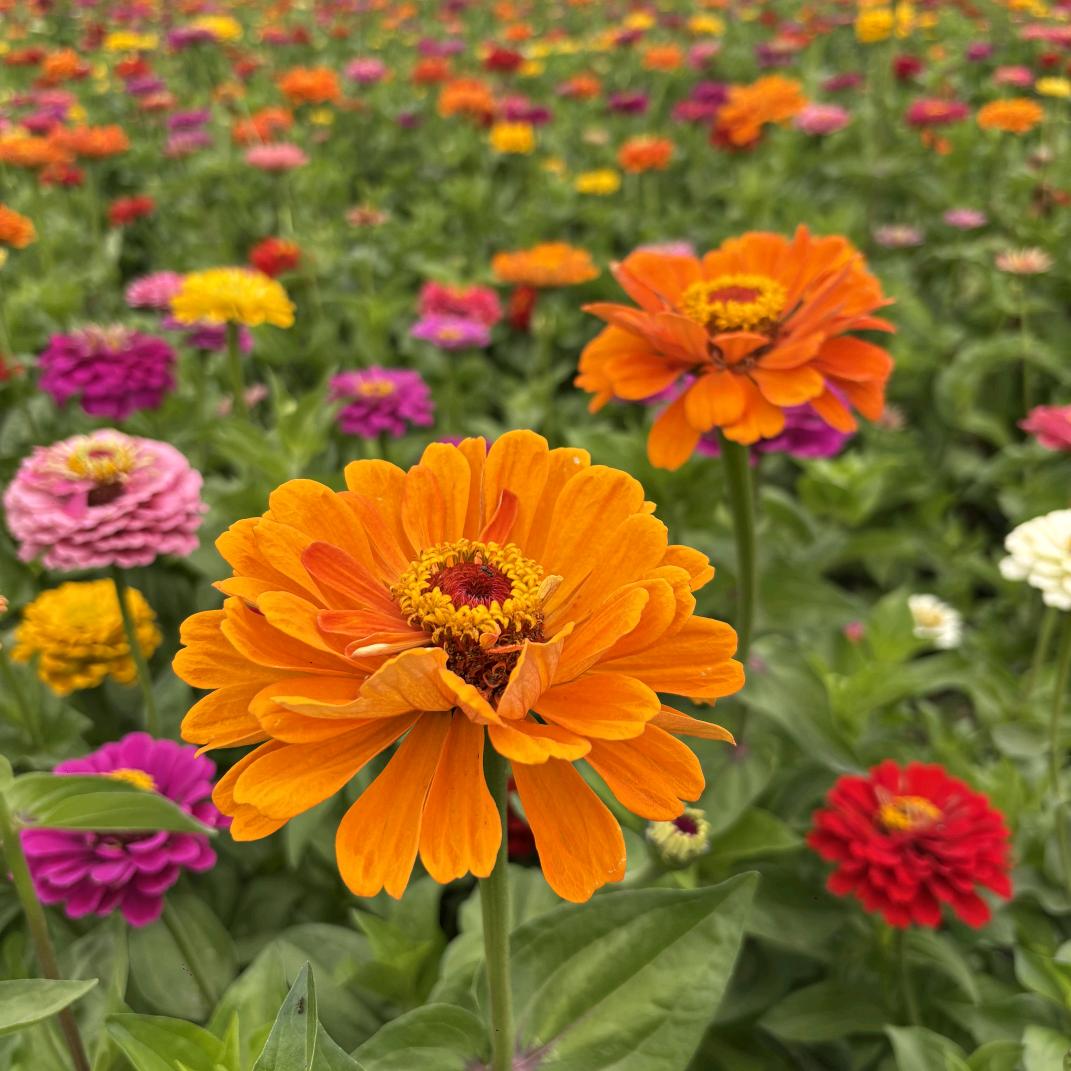 从新开始🌺