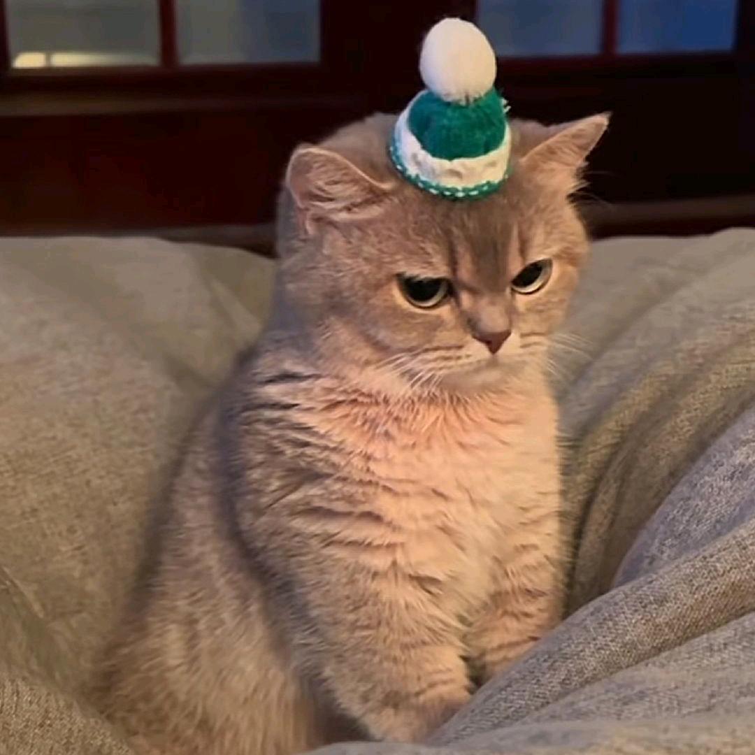 小猫蒋李