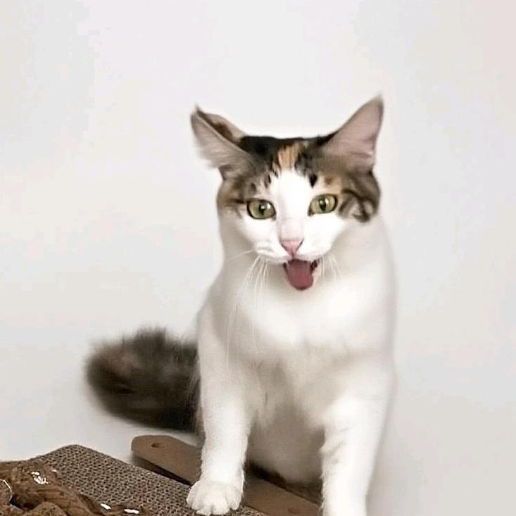 我要Dollar喵🐱