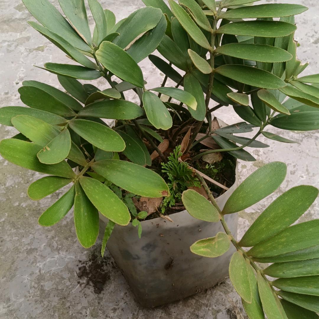 廾匸   八九