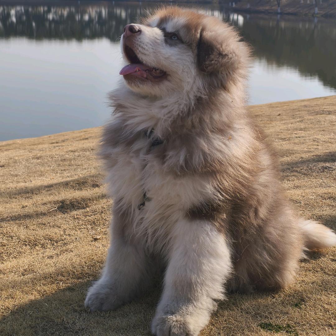 带墨镜的芒果果