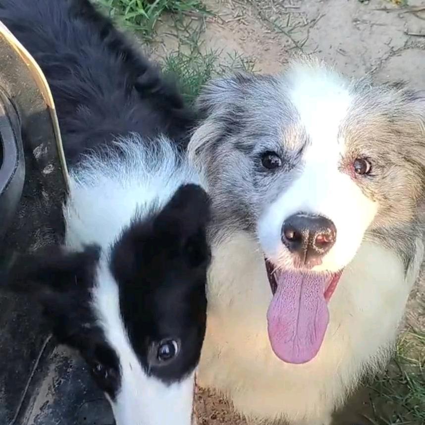 嘻嘻边牧边境牧羊犬丶