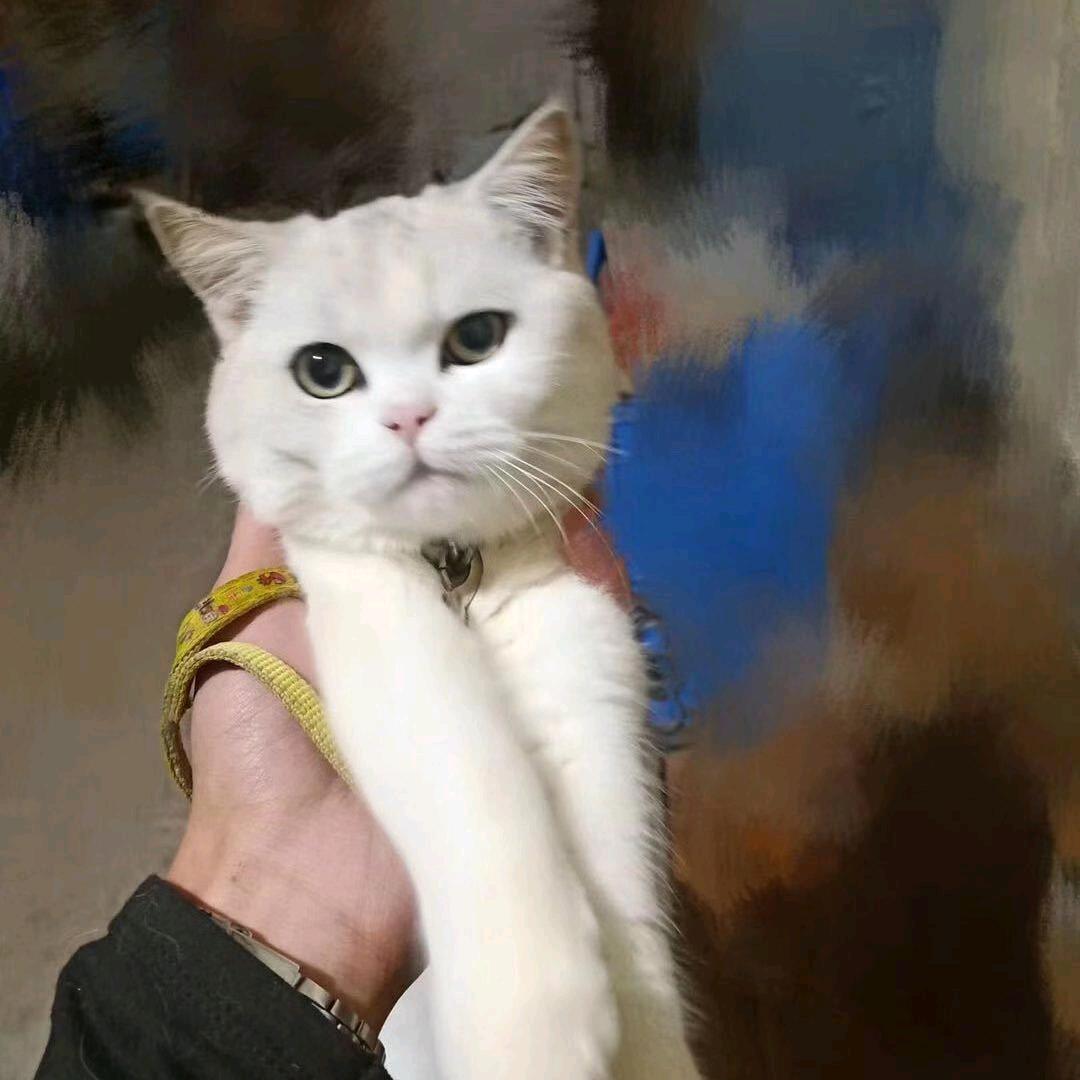 铁甲飞浪