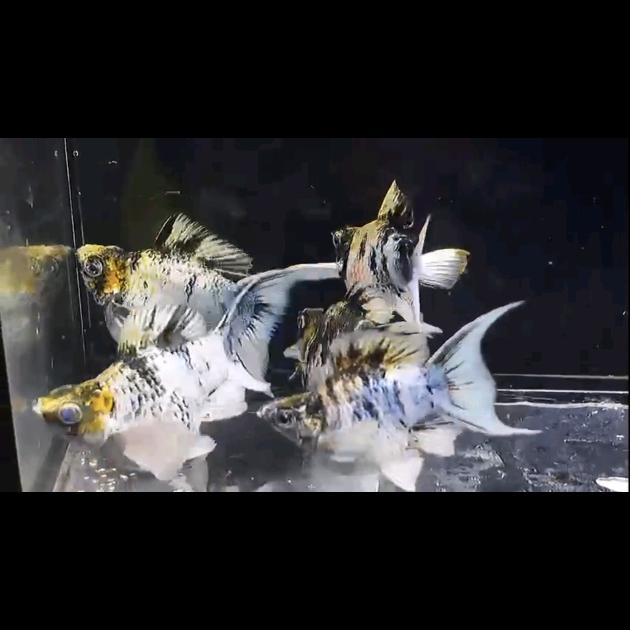 兴楠钻眼玛丽鱼鱼苗