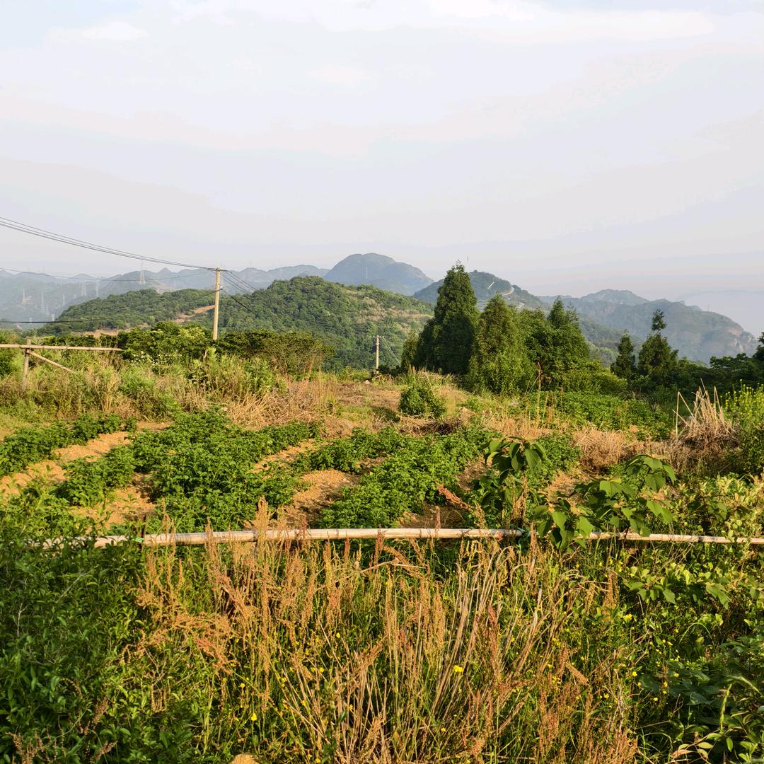 温州苍南高山农场