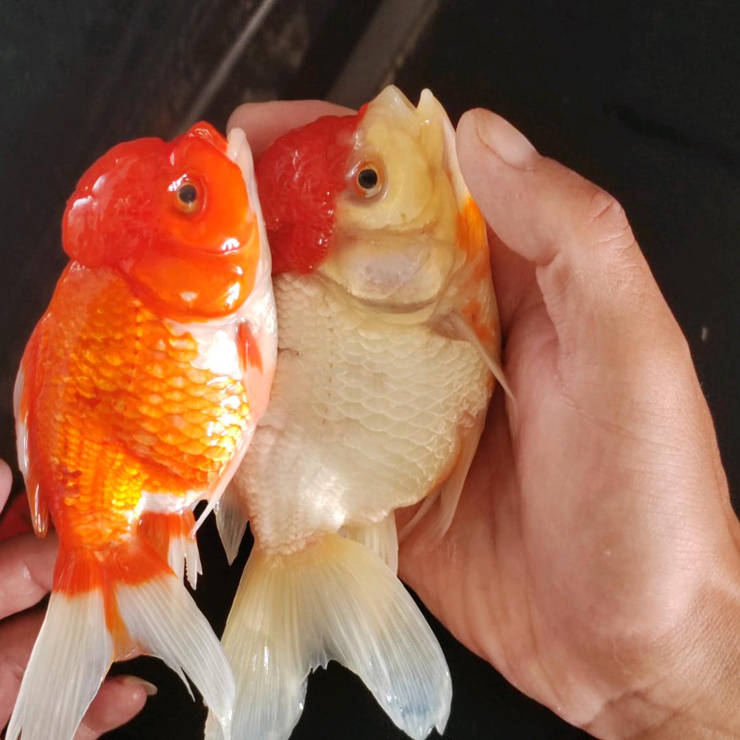 红红