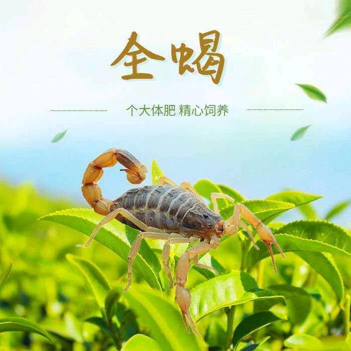 阿妹养蝎