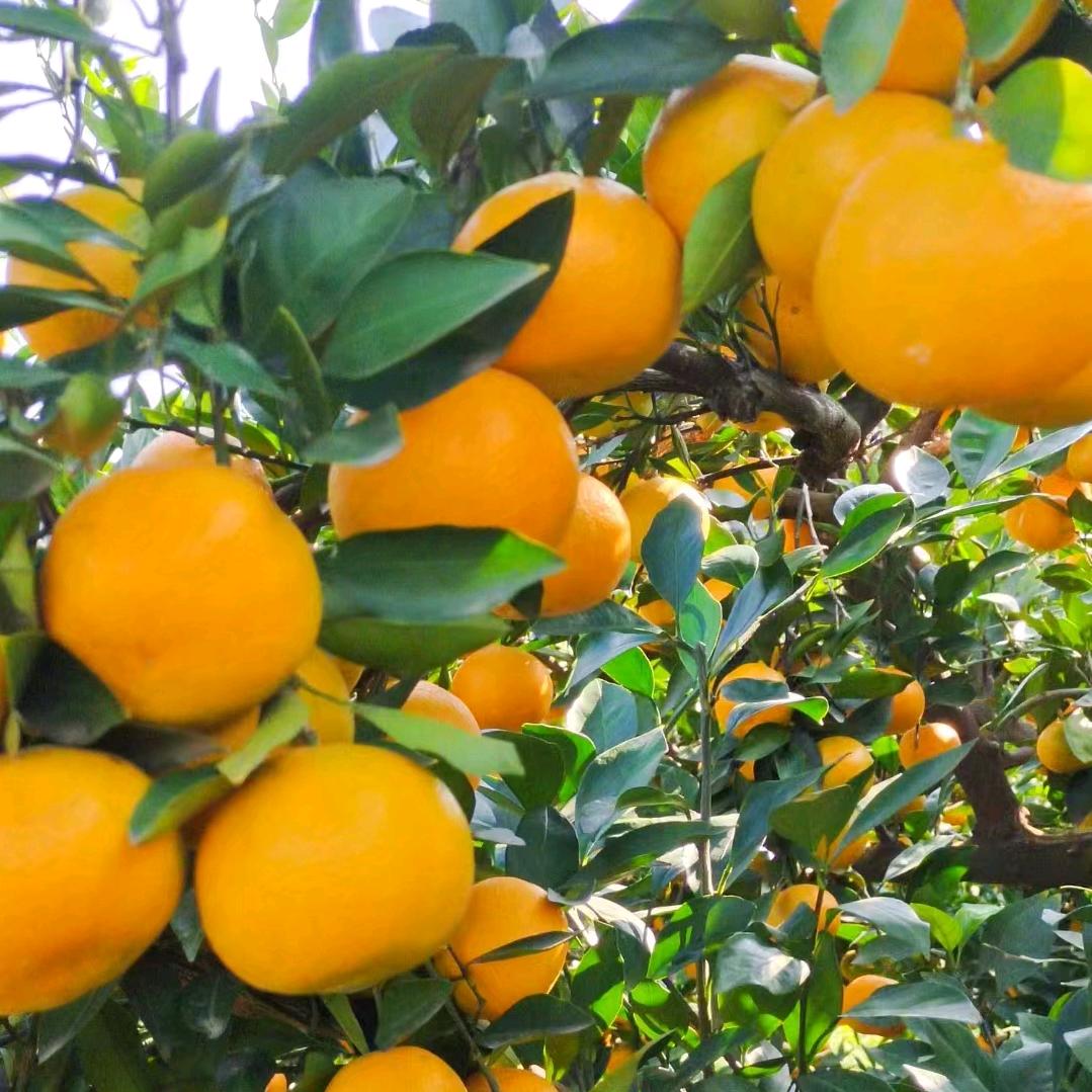 卖桔子的小阿姨