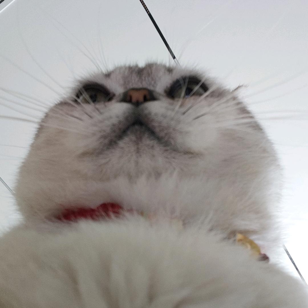 坨坨是只猫