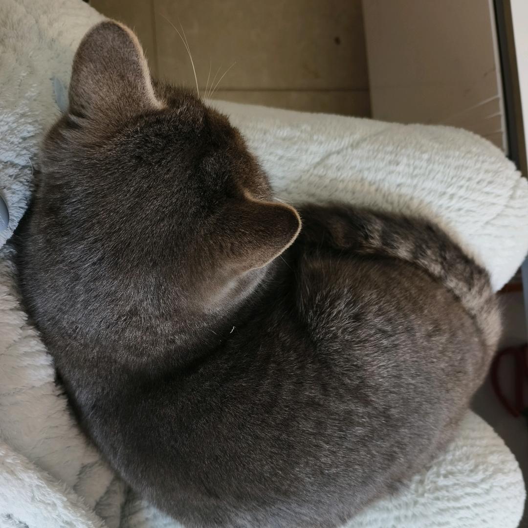 梨豆儿