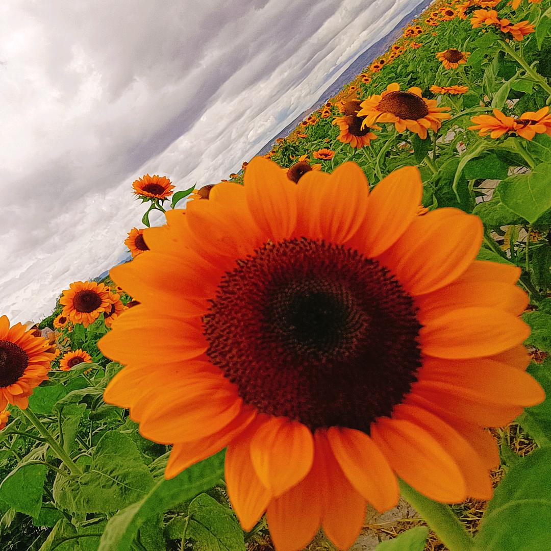 孃孃的田园生活🌿