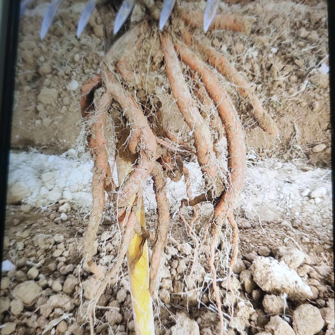 丹参基地秋实农业科技有限公司