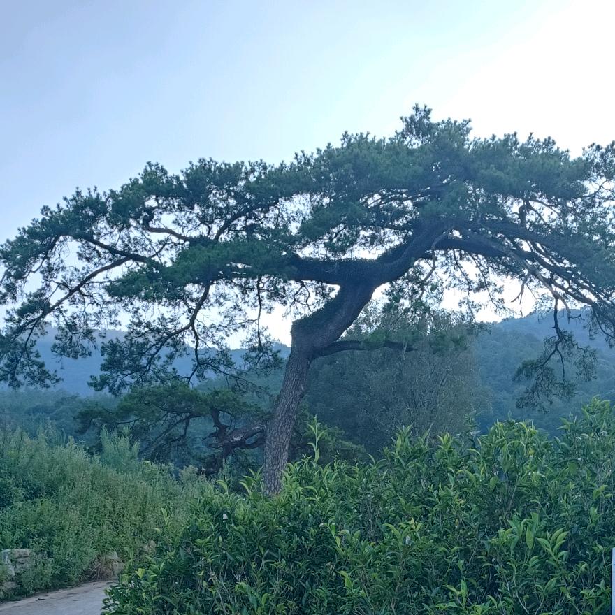 建饶石坛AI茶叶色选