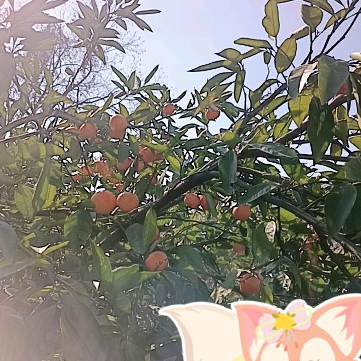 笑口常开