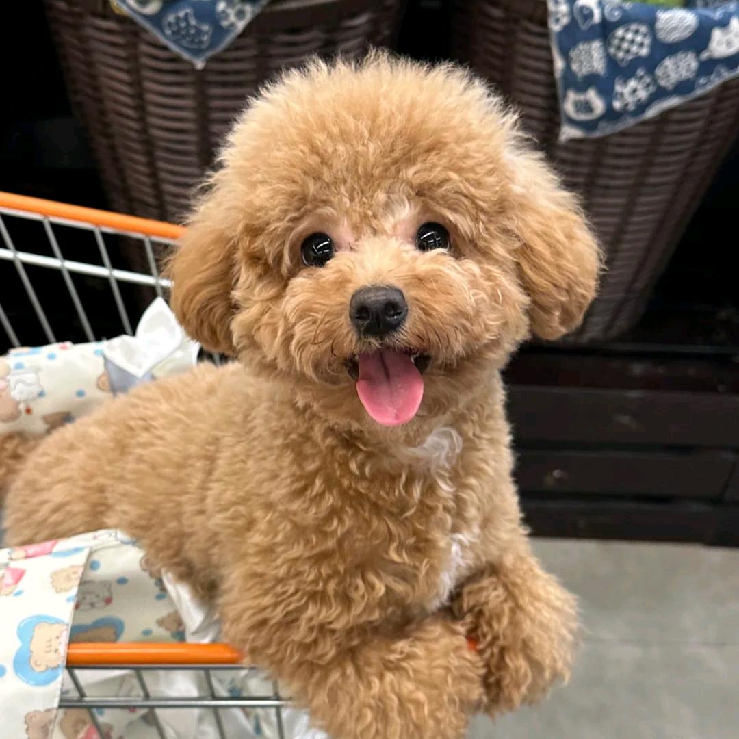 我是一只小泰迪