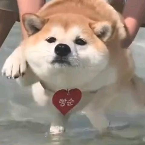 傻蛋臭宝