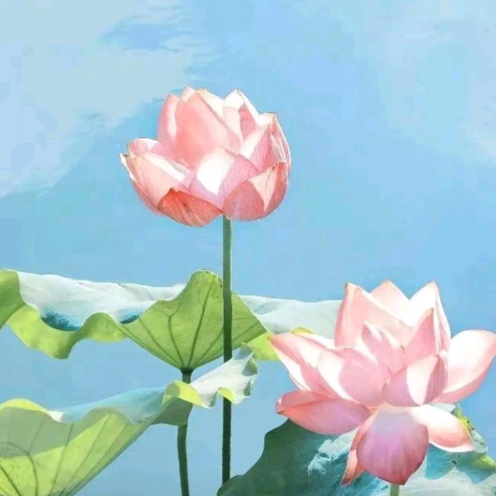 霞姐