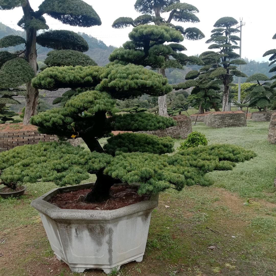 风