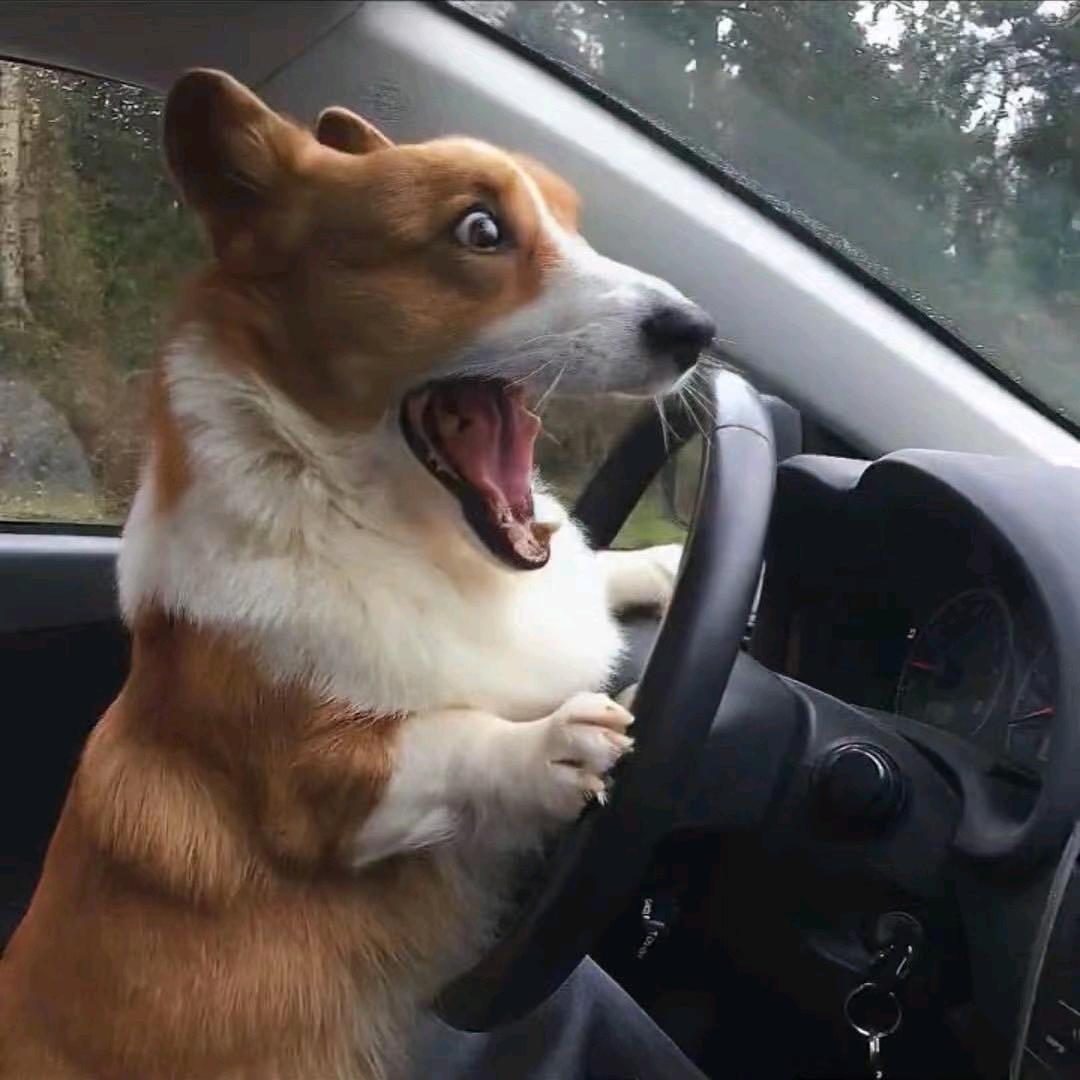 狗大王犬舍（买🐶私）